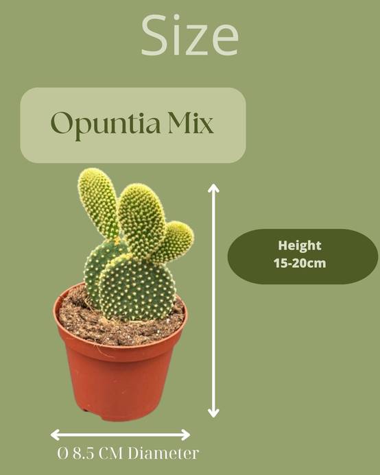 Opuntia Microdasys "Oreilles de Lapin" – Set de 3 Cactus Faciles d'Entretien- La Green Touch - Image 2