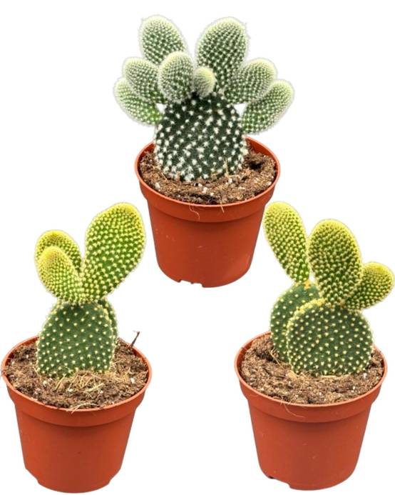 Opuntia Microdasys "Oreilles de Lapin" – Set de 3 Cactus Faciles d'Entretien- La Green Touch - Image 1