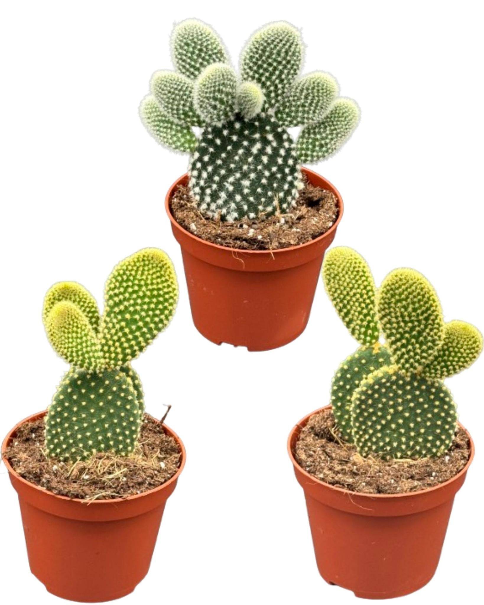 Opuntia Microdasys "Oreilles de Lapin" – Set de 3 Cactus Faciles d'Entretien- La Green Touch - Image 1