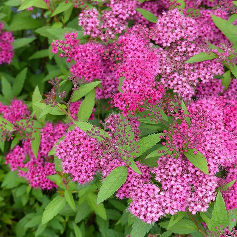 Spirée japonica Anthony Waterer - Spiraea japonaise Godet de 8/9 cm
