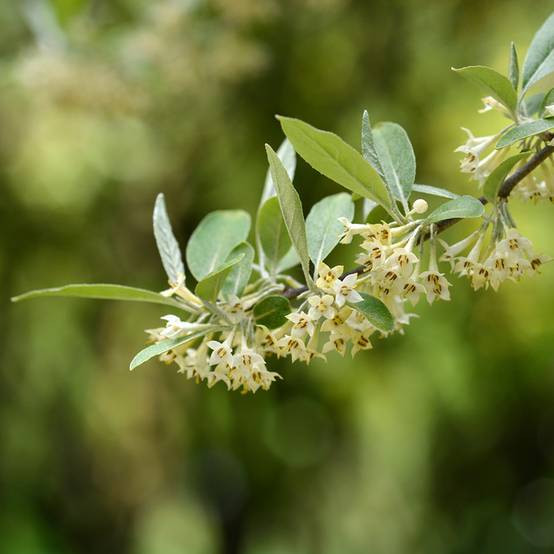 Elaeagnus umbellata - Chalef d'automne Pot de 3L/4L