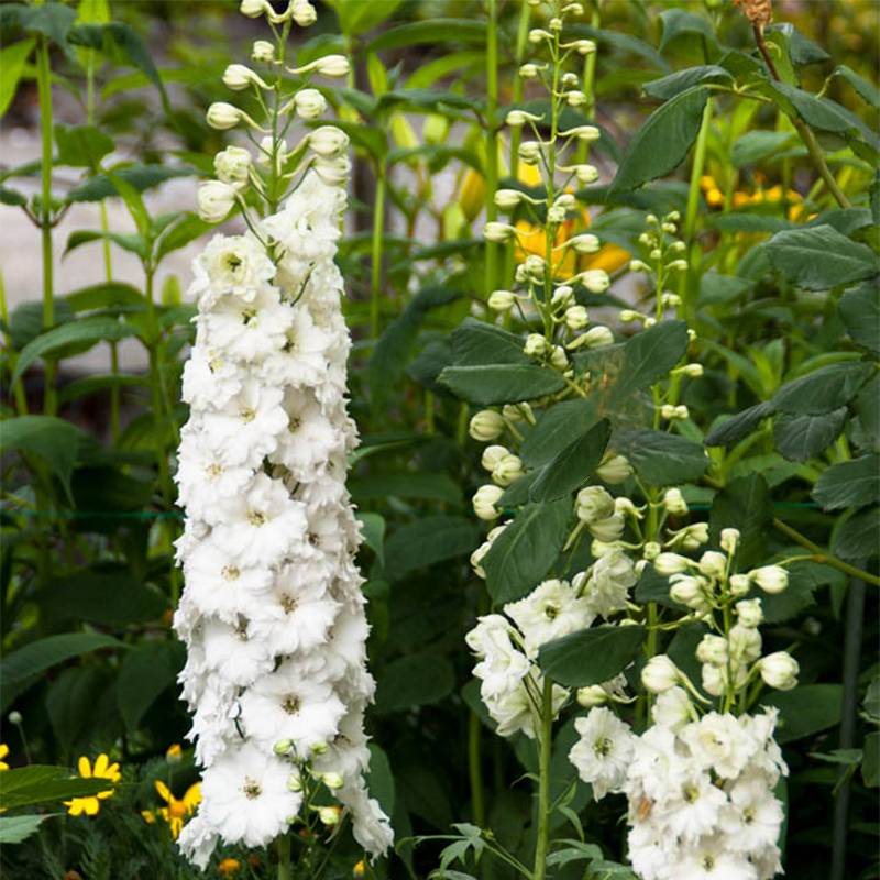 Delphinium elatum Double Innocence - Pied d'alouette vivace Godet de 8/9 cm