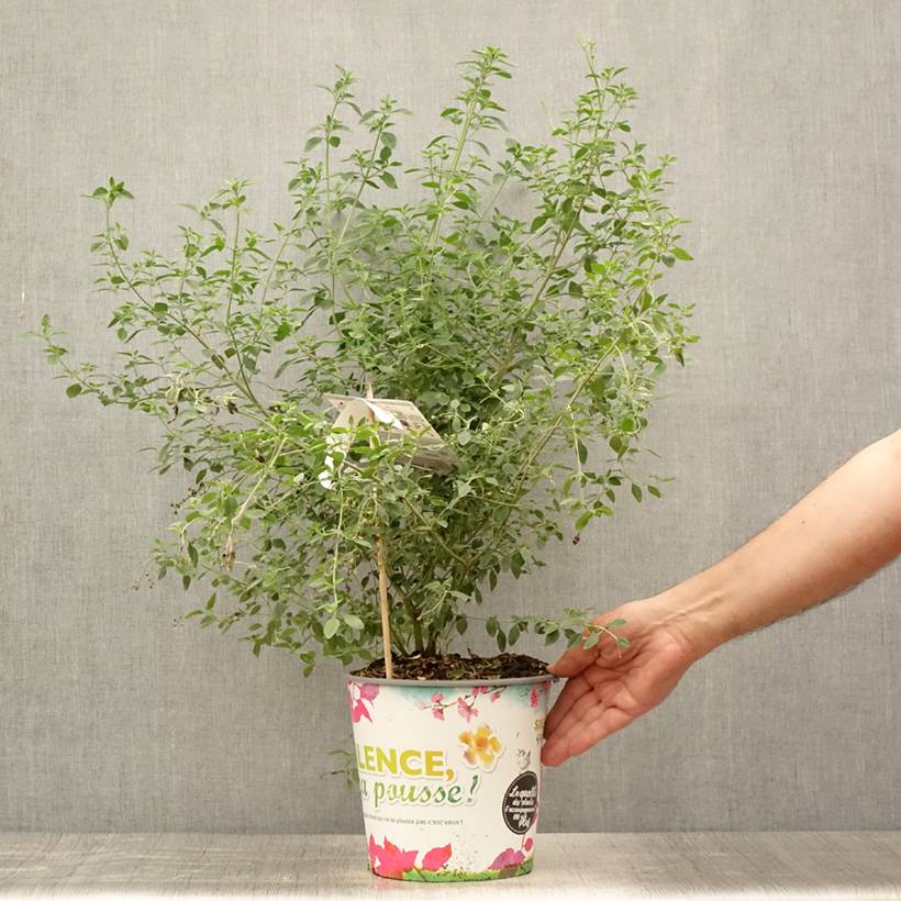 Promesse de Fleurs - Prostanthera rotundifolia - Menthe Australienne Pot de 4L/5L - Image 2