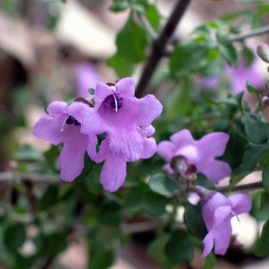 Promesse de Fleurs - Prostanthera rotundifolia - Menthe Australienne Pot de 4L/5L - Image 1