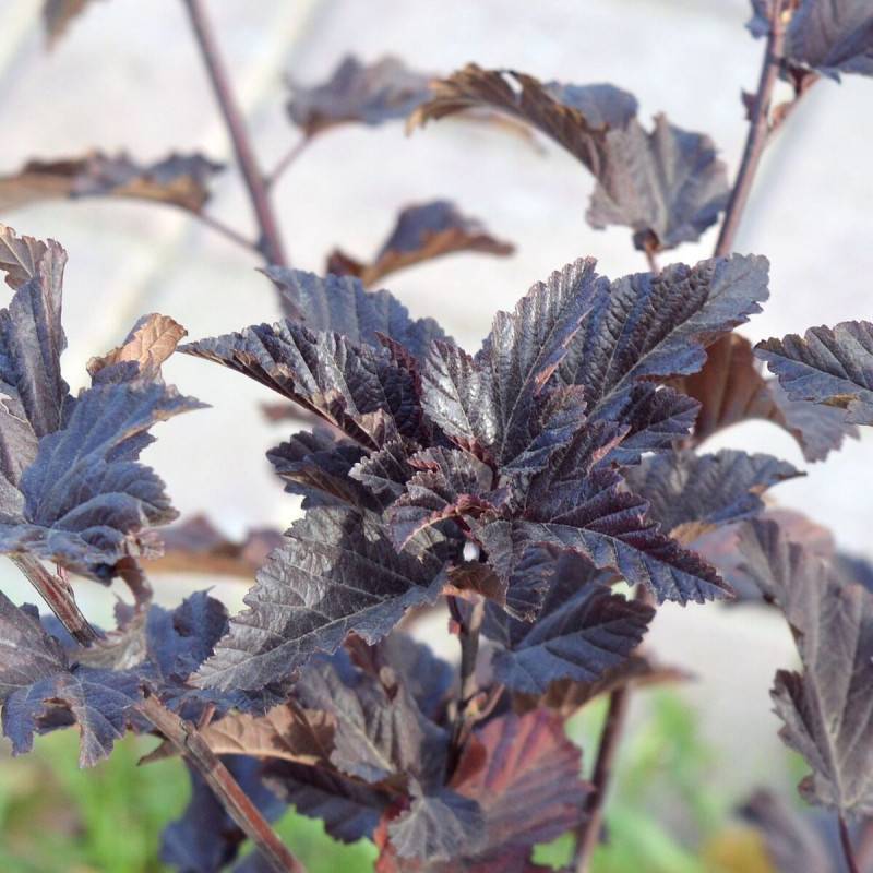 Physocarpus Tiny Wine®, Physocarpe à fleurs Rose - feuillage Caduc - Pot de 3L - 40/60 cm- hauteur à maturité De 1,00 m à 1,50 m - Image 1