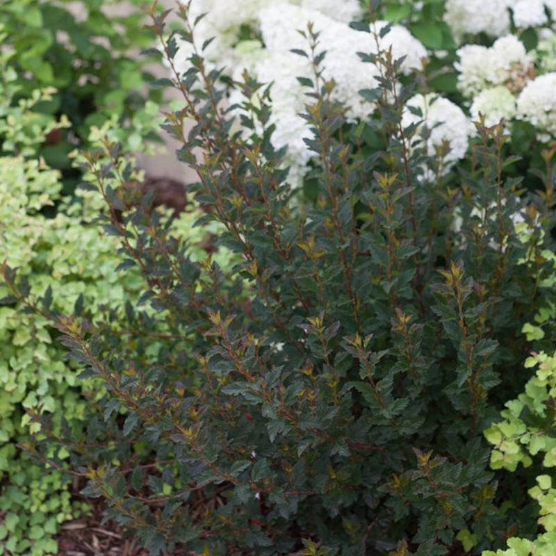 Physocarpus Tiny Wine®, Physocarpe à fleurs Rose - feuillage Caduc - Pot de 3L - 40/60 cm- hauteur à maturité De 1,00 m à 1,50 m - Image 6