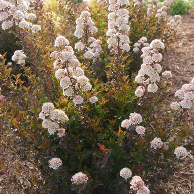 Physocarpus Tiny Wine®, Physocarpe à fleurs Rose - feuillage Caduc - Pot de 3L - 40/60 cm- hauteur à maturité De 1,00 m à 1,50 m - Image 7