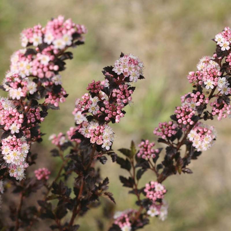 Physocarpus Tiny Wine®, Physocarpe à fleurs Rose - feuillage Caduc - Pot de 3L - 40/60 cm-  hauteur à maturité De 1,00 m à 1,50 m - Imagen 2