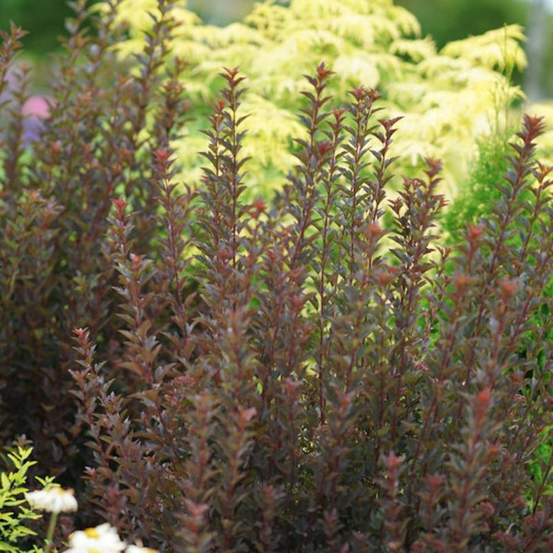 Physocarpus Tiny Wine®, Physocarpe à fleurs Rose - feuillage Caduc - Pot de 3L - 40/60 cm- hauteur à maturité De 1,00 m à 1,50 m - Image 5