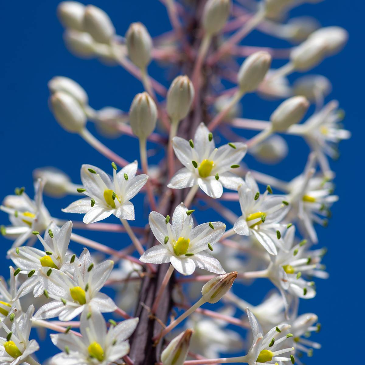 Promesse de Fleurs - Urginea maritima - Scille de mer