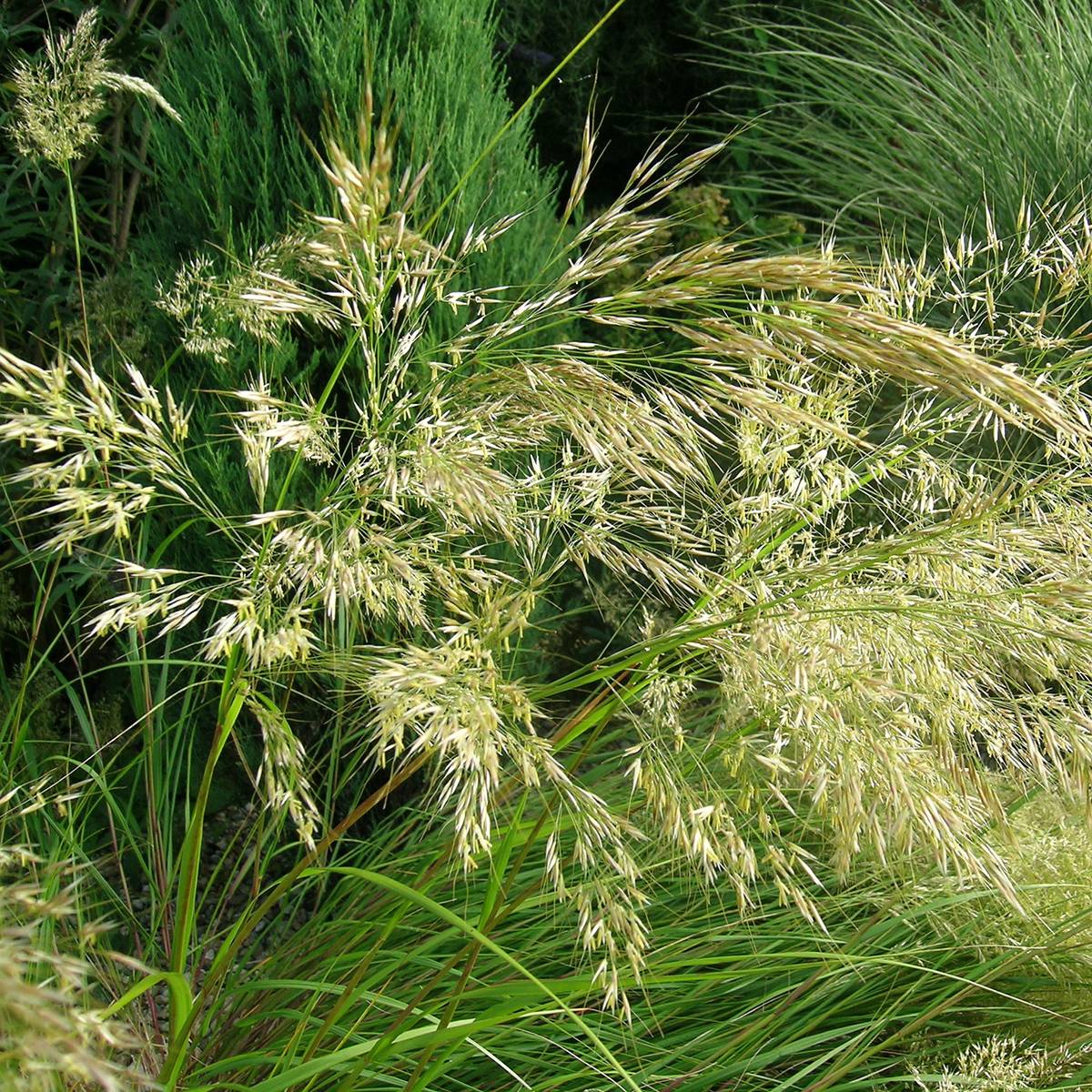 Promesse de Fleurs - Stipa splendens - Achnaterum Godet de 8/9 cm