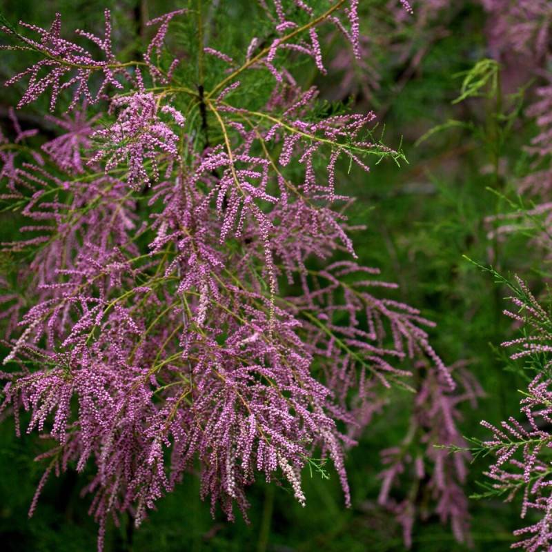 Tamaris à petites fleurs tetrandra, Tamarix à fleurs Rose/ - feuillage Caduc - Pot de 4L - 40/60 cm