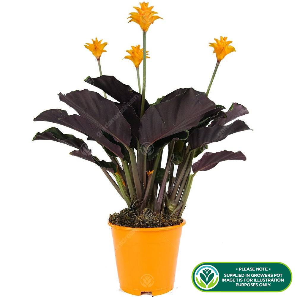 Gardenersdream - Plante D'Intérieur Calathea Crocata – Calathéa Safrané Pour Bureau En Pot De 14 Cm - GardenersDream - Imagen 2
