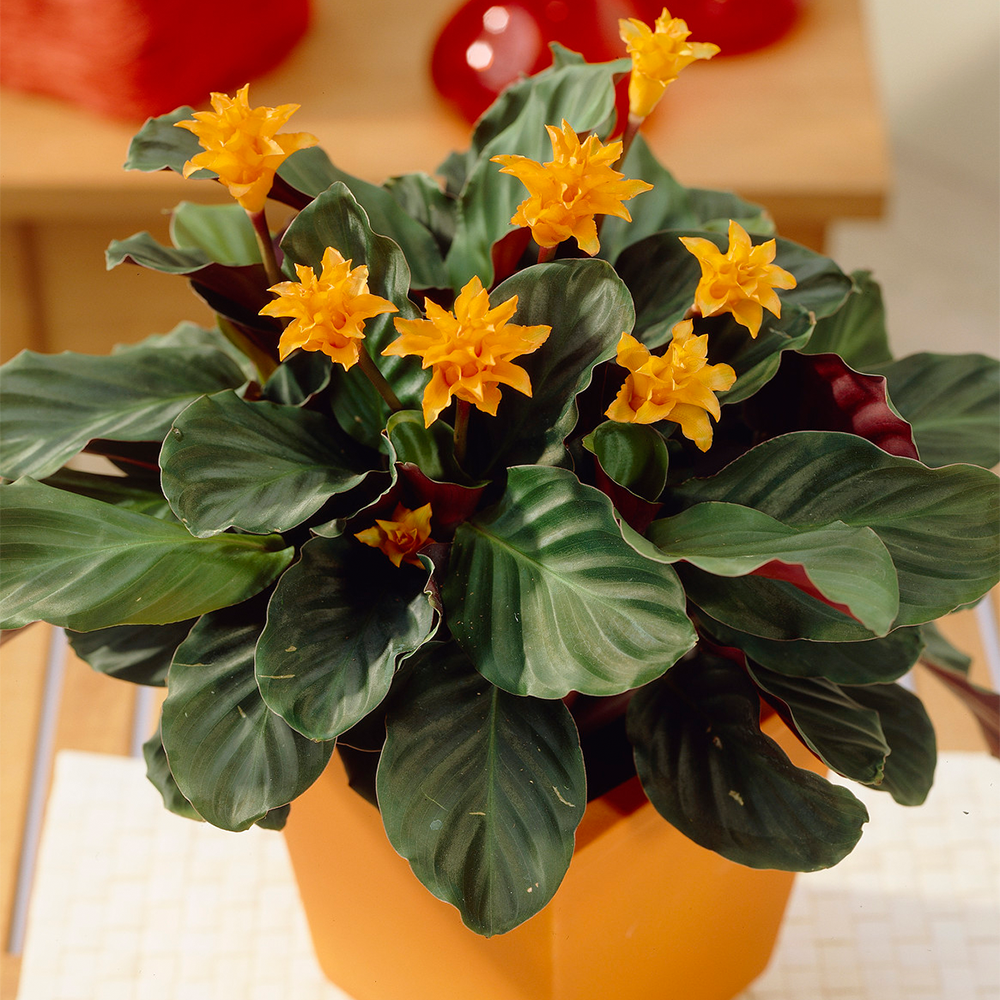 Gardenersdream - Plante D'Intérieur Calathea Crocata – Calathéa Safrané Pour Bureau En Pot De 14 Cm - GardenersDream - Imagen 1