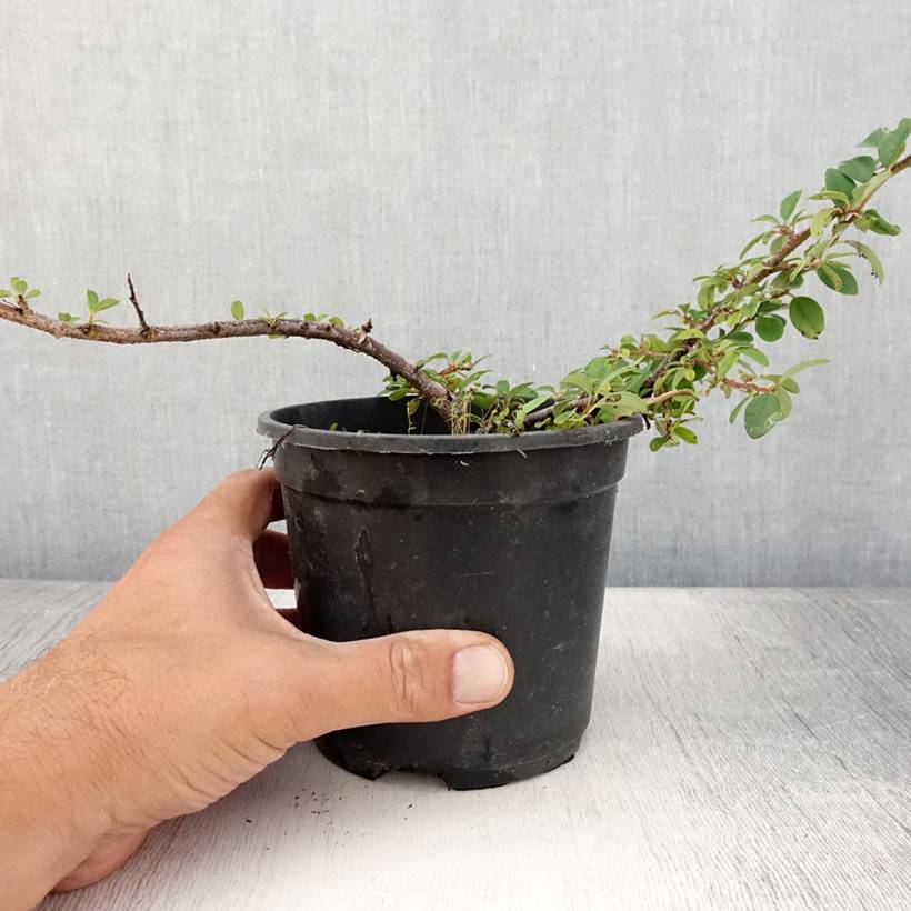 Promesse de Fleurs - Cotoneaster dammeri Mooncreeper Pot de 1L/1,5L - Image 2