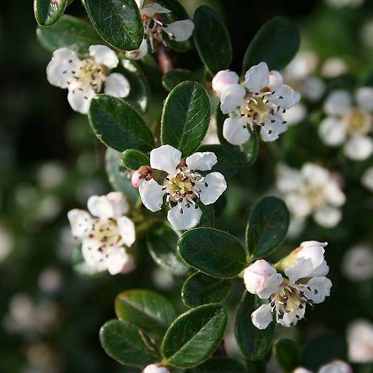 Promesse de Fleurs - Cotoneaster dammeri Mooncreeper Pot de 1L/1,5L - Image 1