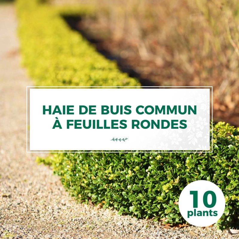 10 Buis Commun À Feuilles Rondes (Buxus Sempervirens 'Rotundifolia') - Haie de Buis Commun à Feuilles Rondes -  - Pépinières Naudet - Imagen 1