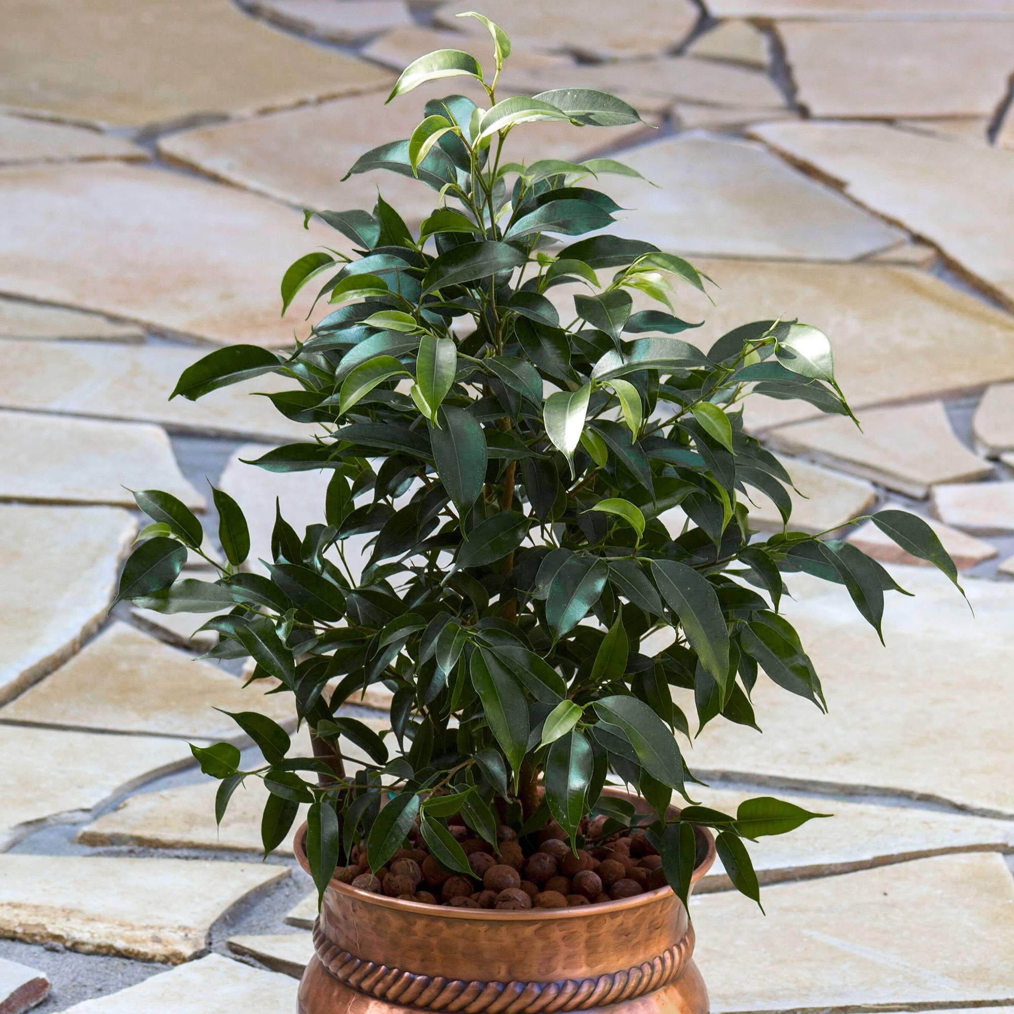 Gardenersdream - 1 Ficus Danielle – Figuier Pleureur | Plante En Pot Pour La Maison Et Le Bureau (30-40 Cm En Pot) - GardenersDream
