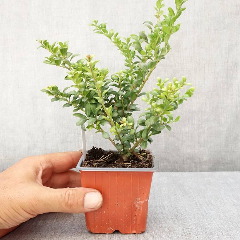 Houx crénelé - Ilex crenata Convexa Godet de 8/9 cm - Image 2