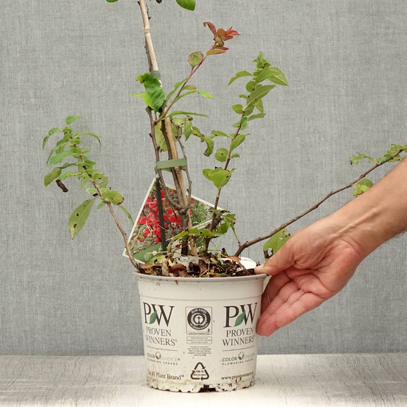 Cognassier du Japon - Chaenomeles speciosa Mango Storm Pot de 3L/4L - Image 2