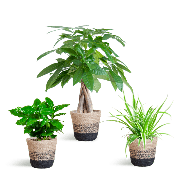 La Green Touch - 🐾 Coffret - H35cm - Image 4
