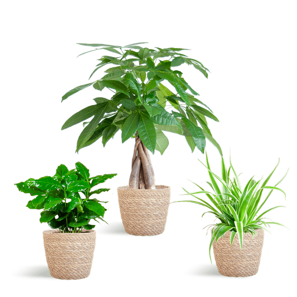 La Green Touch - 🐾 Coffret - H35cm - Image 5