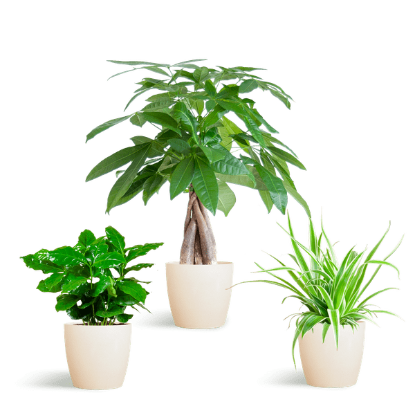La Green Touch - 🐾 Coffret - H35cm - Image 6