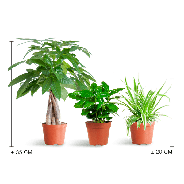 La Green Touch - 🐾 Coffret - H35cm - Image 3