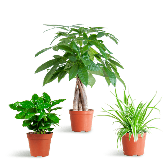La Green Touch - 🐾 Coffret - H35cm - Image 2
