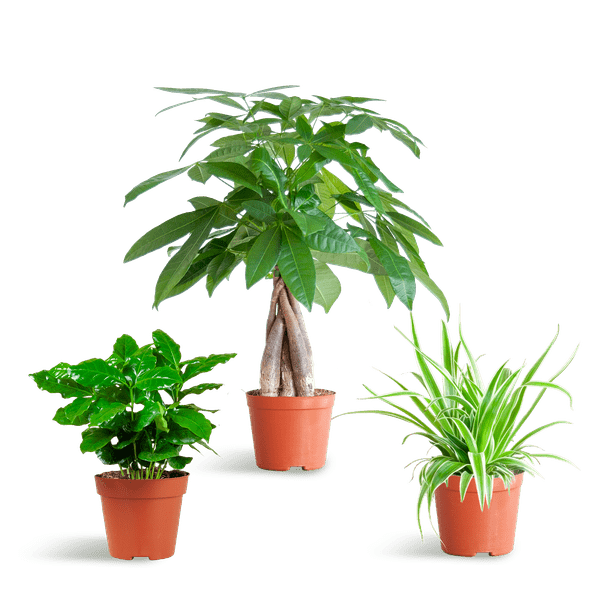 La Green Touch - 🐾 Coffret - H35cm - Image 2