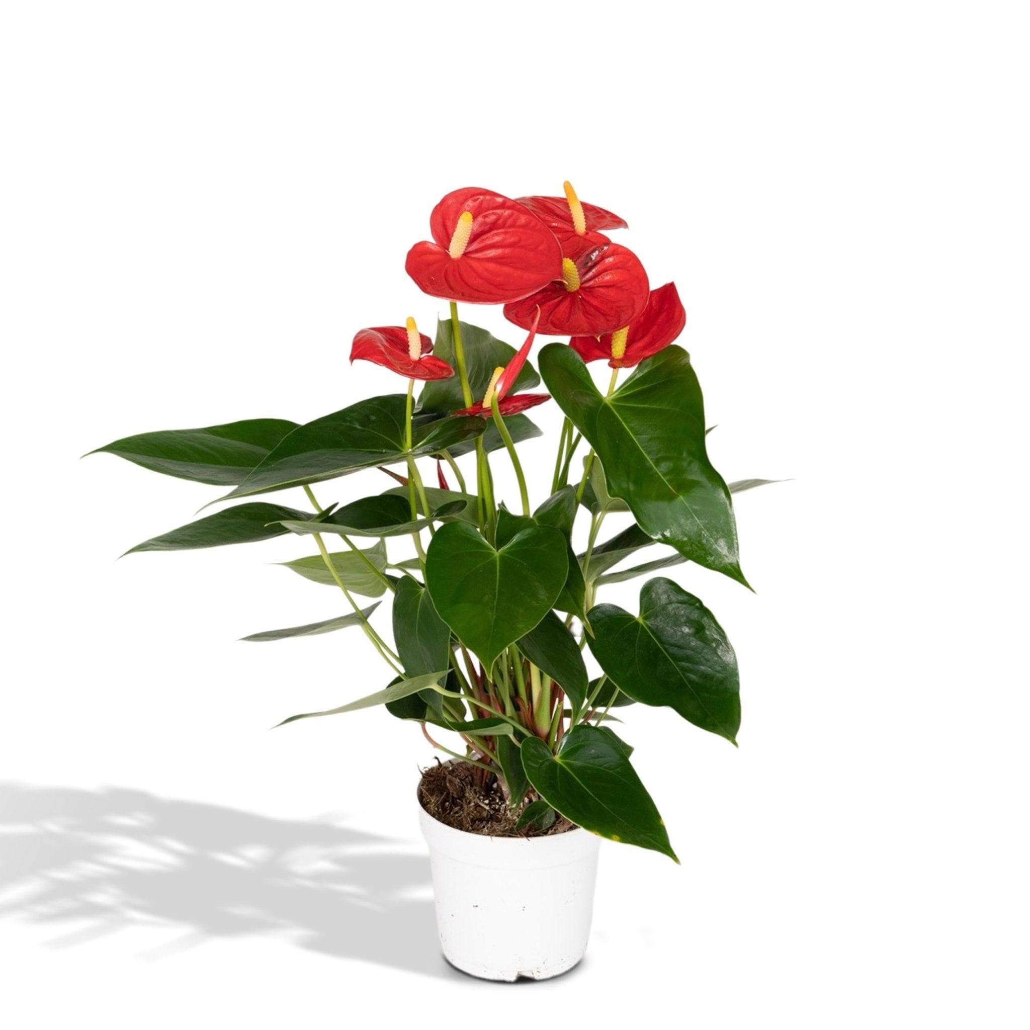 La Green Touch - Anthurium Rouge 36cm - Plante d'intérieur- La Green Touch
