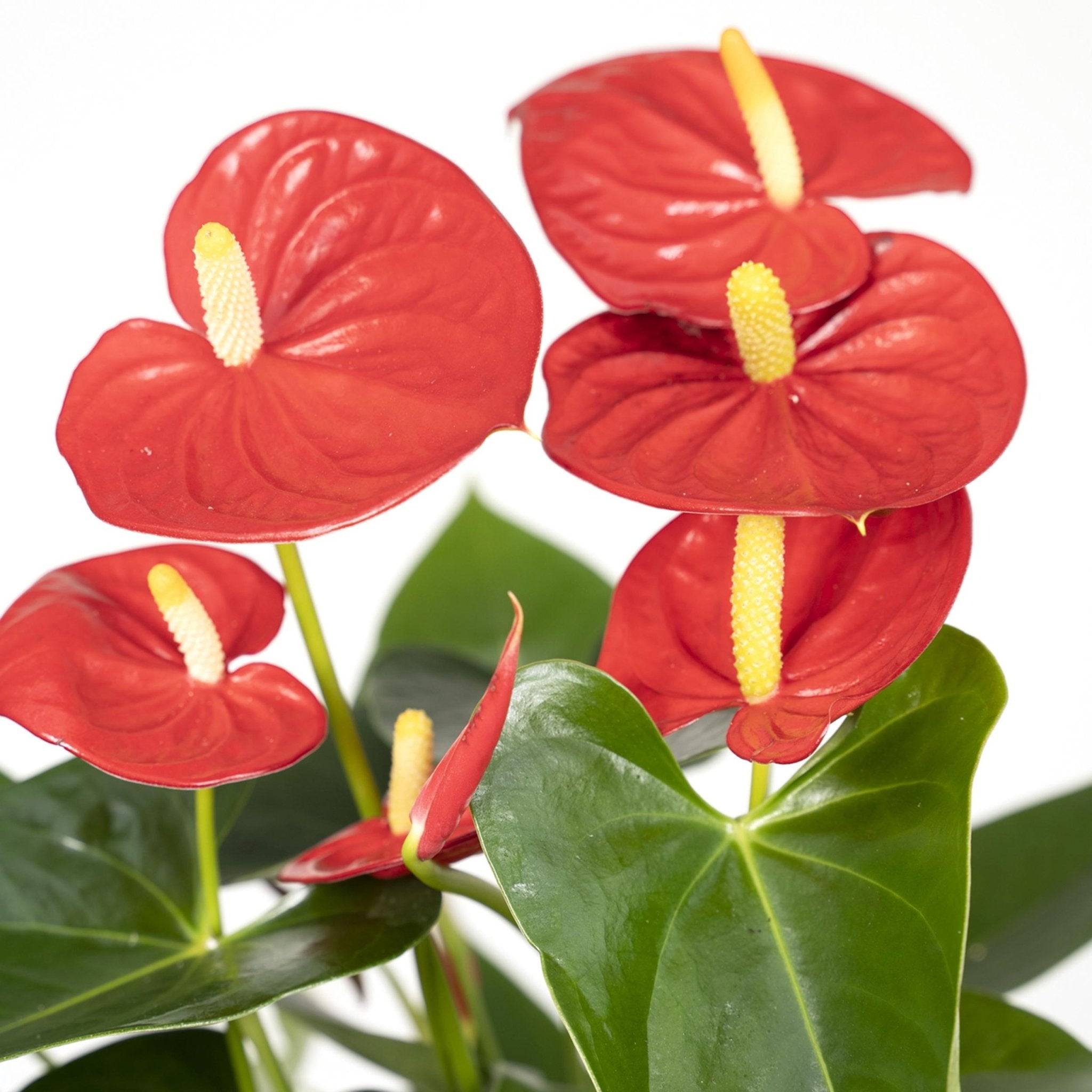 La Green Touch - Anthurium Rouge 36cm - Plante d'intérieur- La Green Touch - Image 3