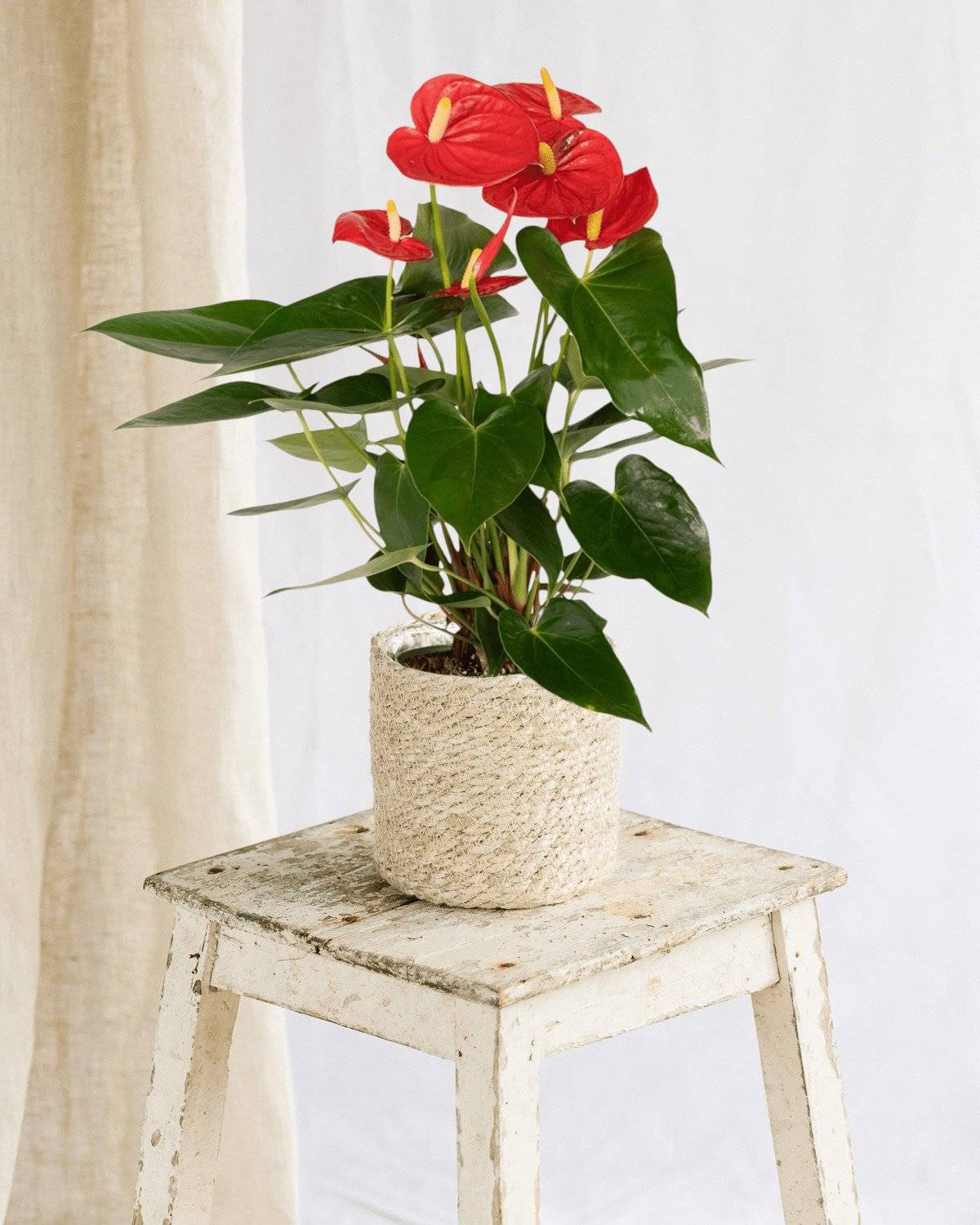 La Green Touch - Anthurium Rouge 36cm - Plante d'intérieur- La Green Touch - Image 2