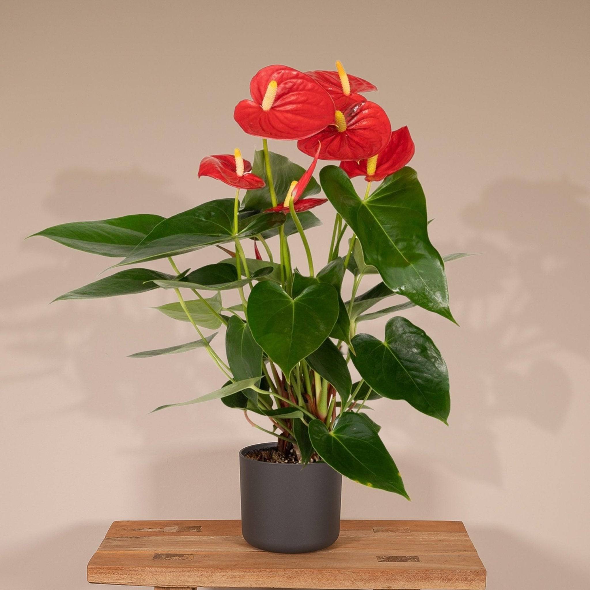 La Green Touch - Anthurium Rouge 36cm - Plante d'intérieur- La Green Touch - Image 4