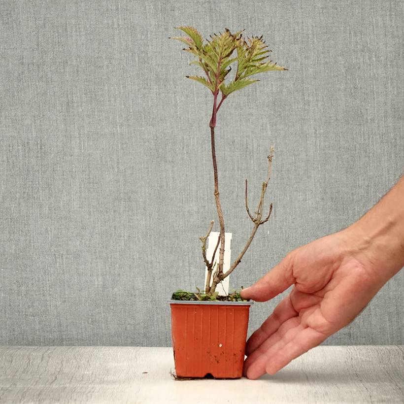Sureau noir - Sambucus nigra Golden Spark Godet de 8/9 cm - Imagen 2