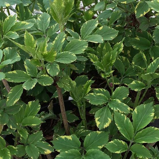 Sureau noir - Sambucus nigra Golden Spark Godet de 8/9 cm - Image 1