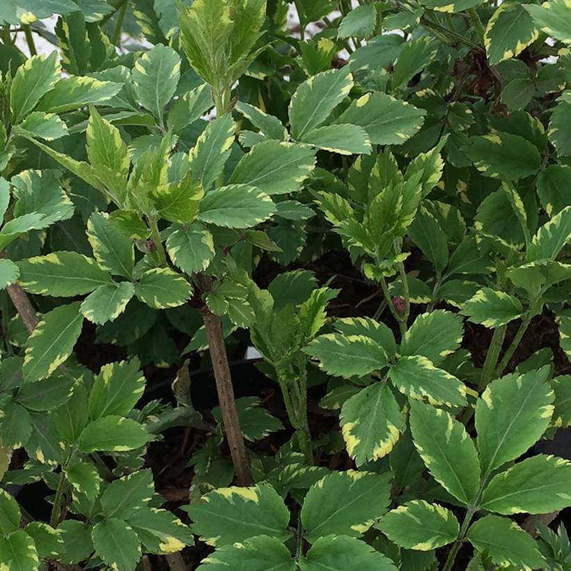 Sureau noir - Sambucus nigra Golden Spark Godet de 8/9 cm - Imagen 1