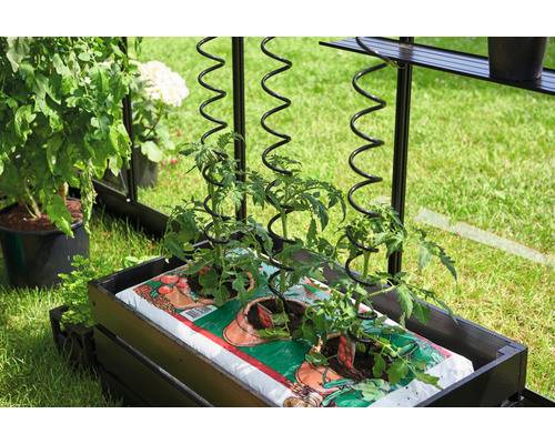 Juliana - Tuteurs spirales pour plantes grimpantes - Lot de 3 - Image 1