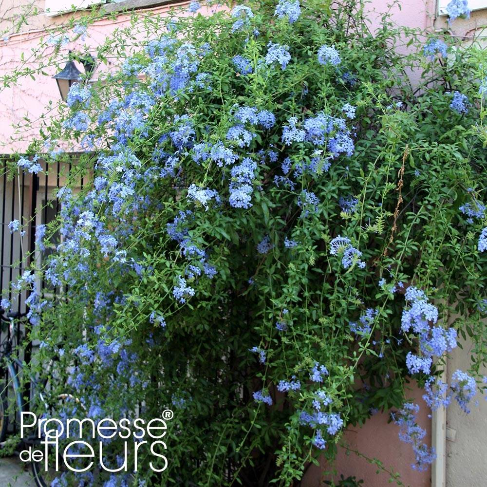Promesse de Fleurs - Plumbago auriculata Dark Blue - Plumbago du Cap Dark Blue  Pot de 2L/3L