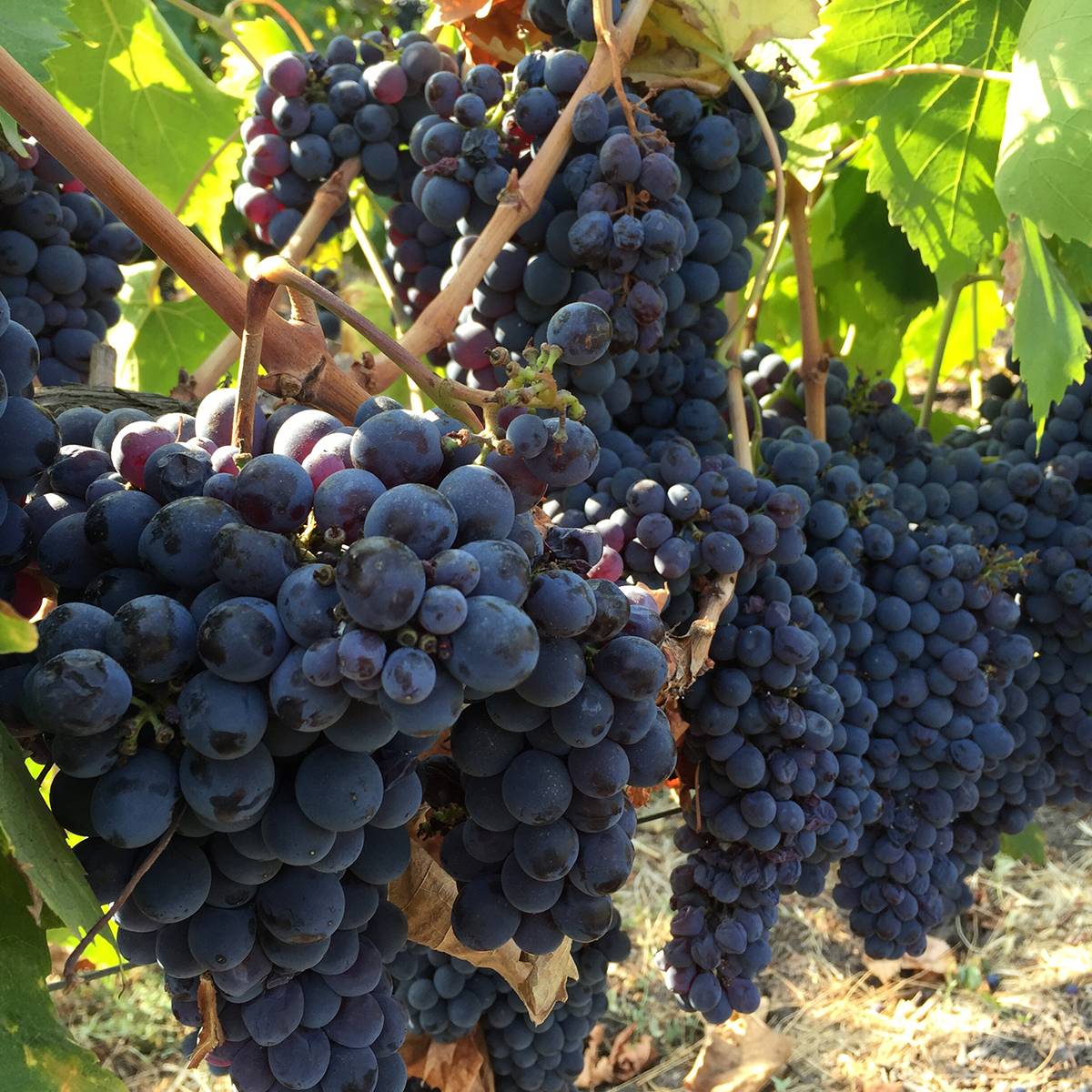 Promesse de Fleurs - Vigne de table Leopoldo - Vitis vinifera Pot de 1,5L/2L