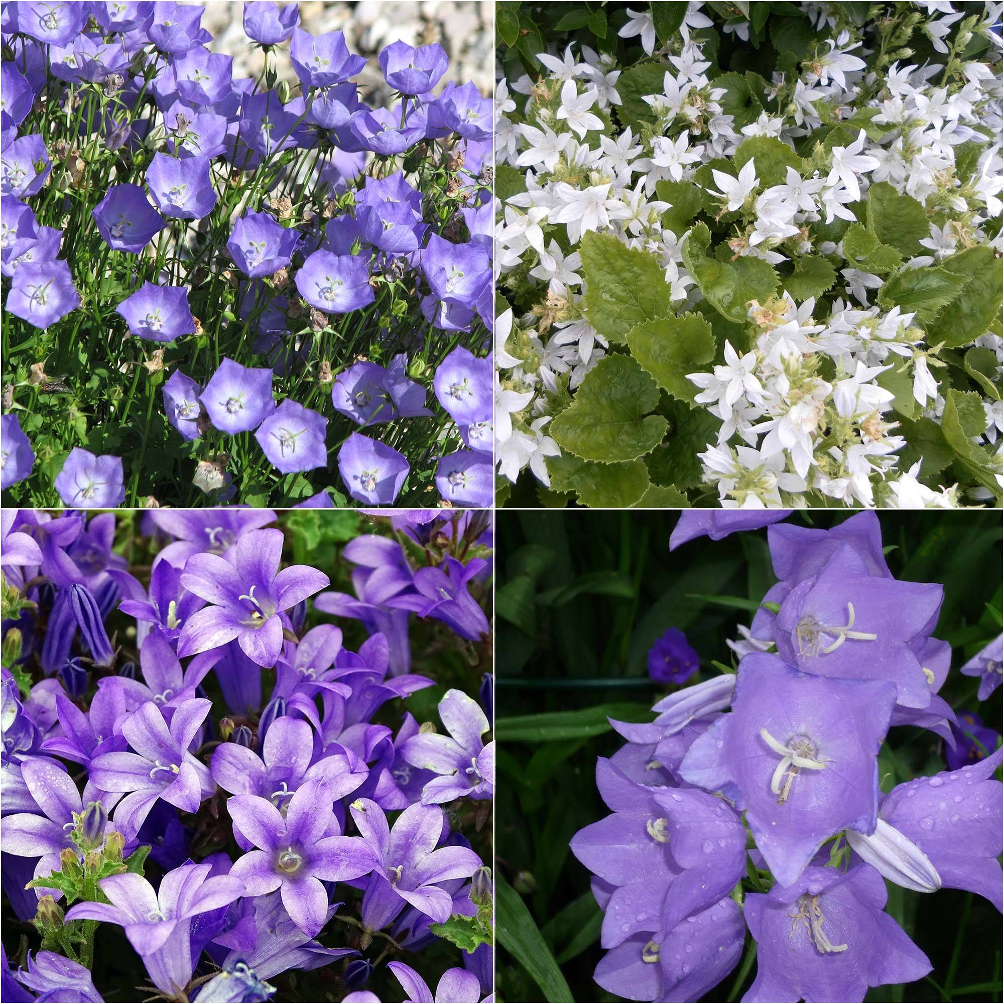 Collection 4 campanules de rocaille - Collection de 4 plantes