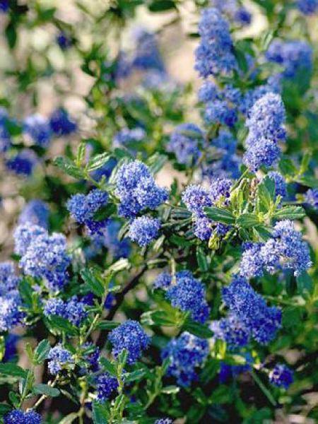 Ceanothus Italian Skies - Lilas de Californie Pot de 2L/3L - Image 3