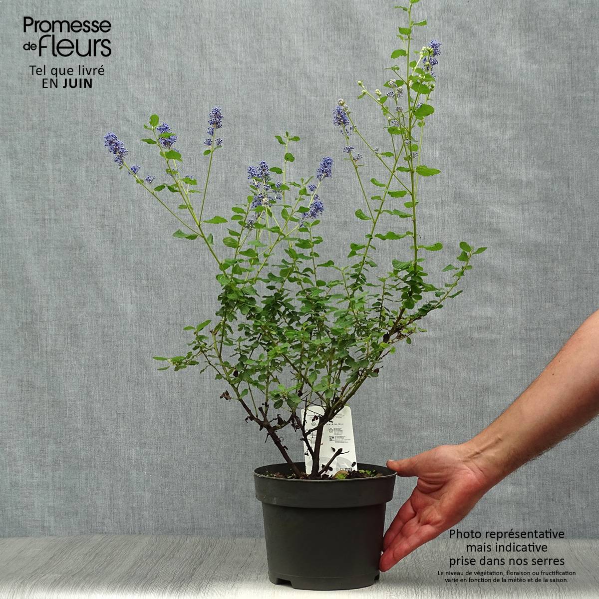 Ceanothus Italian Skies - Lilas de Californie Pot de 2L/3L - Image 2