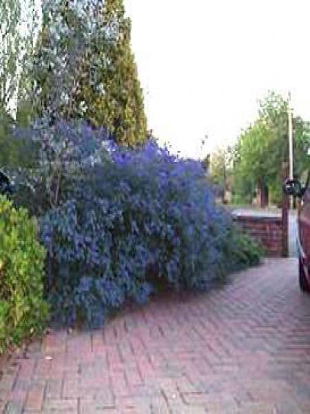 Ceanothus Italian Skies - Lilas de Californie Pot de 2L/3L - Image 1