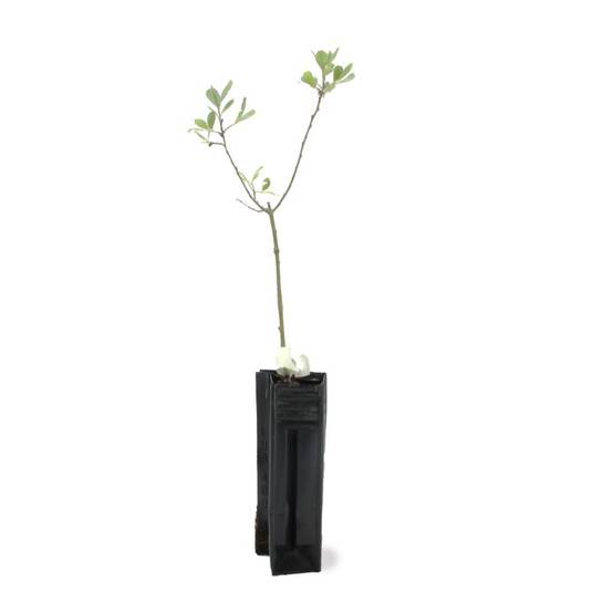 Saule cendré (Salix cinerea) - Godet - Taille 20/40cm - Pépinières Naudet - Image 2