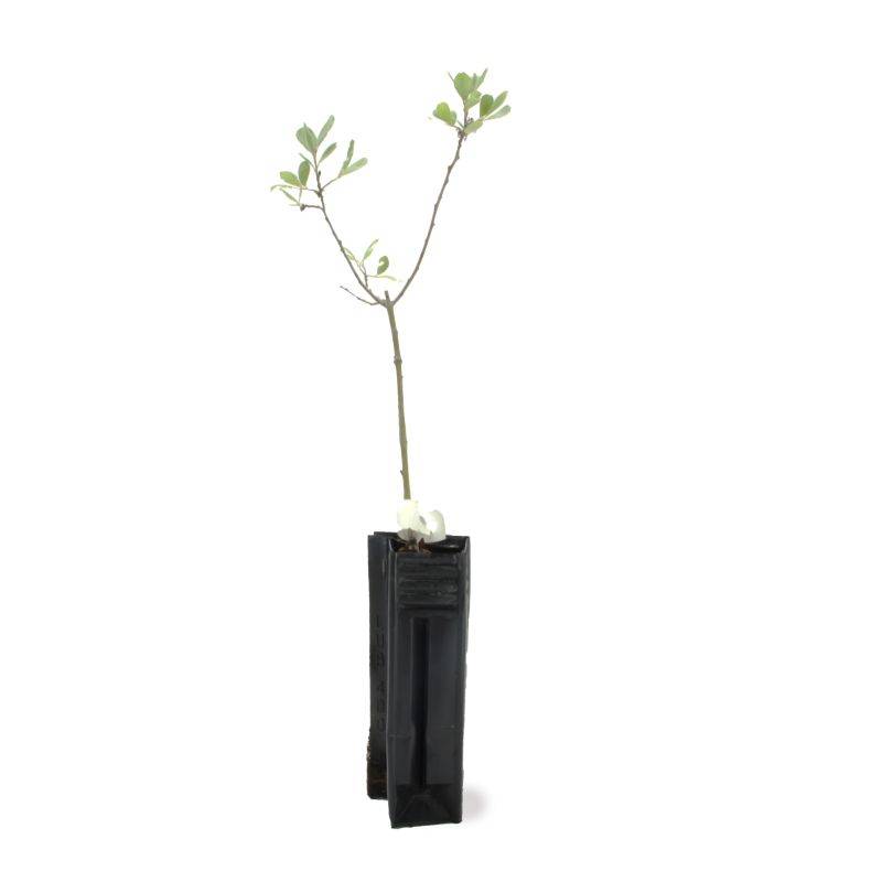Saule cendré (Salix cinerea) - Godet - Taille 20/40cm - Pépinières Naudet - Image 2