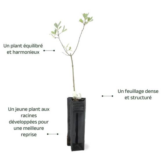Saule cendré (Salix cinerea) - Godet - Taille 20/40cm - Pépinières Naudet - Image 3