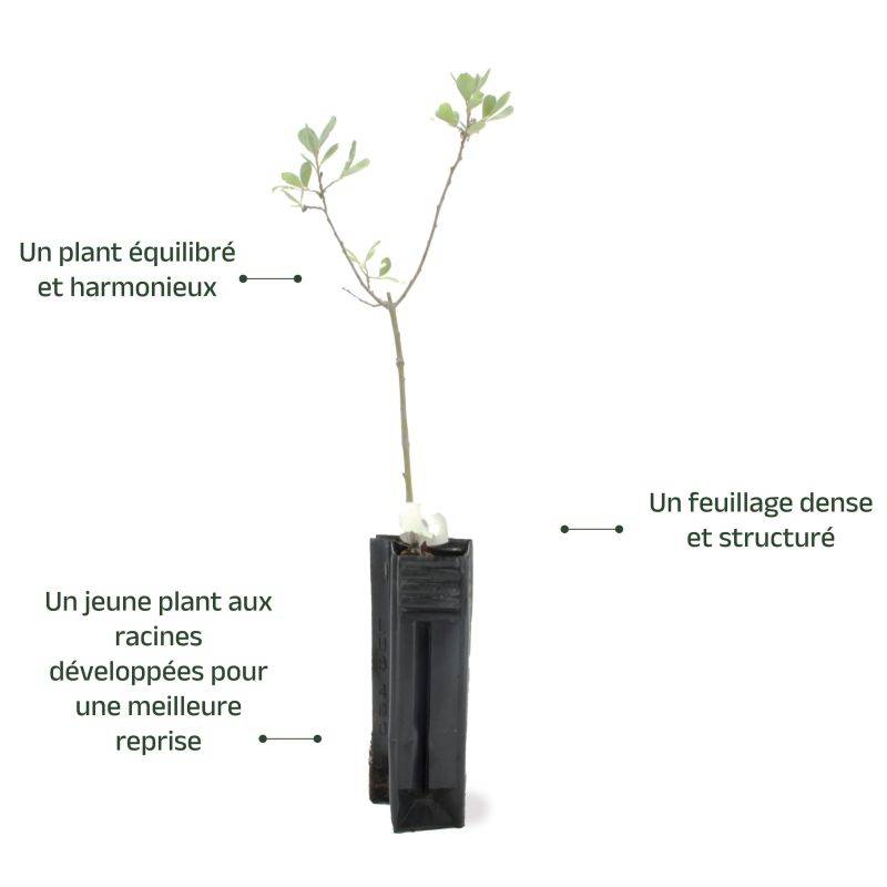 Saule cendré (Salix cinerea) - Godet - Taille 20/40cm - Pépinières Naudet - Image 3