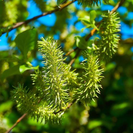 Saule cendré (Salix cinerea) - Godet - Taille 20/40cm - Pépinières Naudet - Image 1