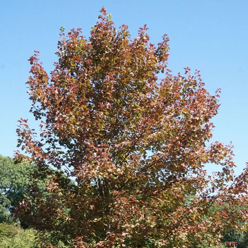 Érable freemanii Jeffersred, Acer - Pot de 7,5L - 80/100 cm - Imagen 2
